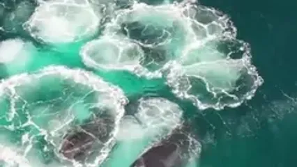 شکار هماهنگ سه نهنگ گوژپشت با تور حبابی