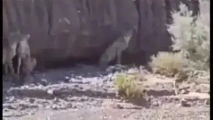 هلیا و توله‌هایش در زیستگاه یوزپلنگ‌های خراسان شمالی مشاهده شدند +‌ ویدئو