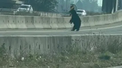 عبور جالب خرس سیاه از بزرگراه