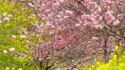 فیلم آرامش بخش از شکوفه‌ های گیلاس در ژاپن