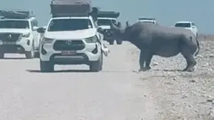 حمله ناگهانی کرگدن به خودروی گردشگران