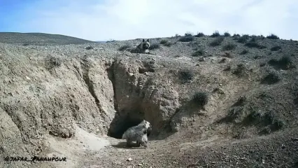 لحظه‌ای از زندگی کفتارها در پارک ملی گلستان