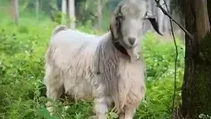 غذای روستایی در ایران؛ تهیه ترشی هفت بیجار در روستایی سرسبز