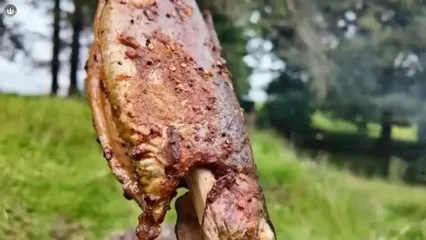 غذای روستایی در انگلیس؛ صید ماهی قزل آلا و کباب کردن آن در جنگل