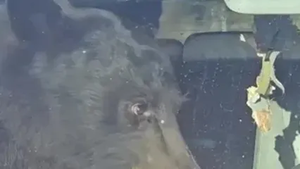 حضور غافلگیرکننده خرس در وانت