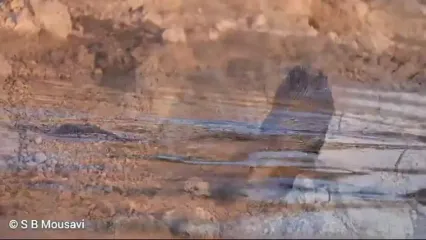 بازگشت سمورها به هورالعظیم
