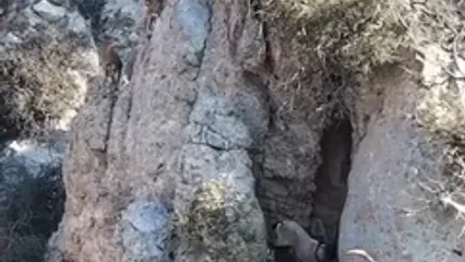فصل مستی کل و بز در پارک ملی گلستان