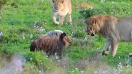 گراز وحشی در محاصره ۵ شیر؛ نبردی نفس‌گیر برای بقا