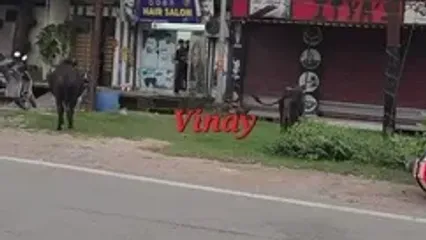 تصادف دختر موتورسوار در پی درگیری دو گاو نر