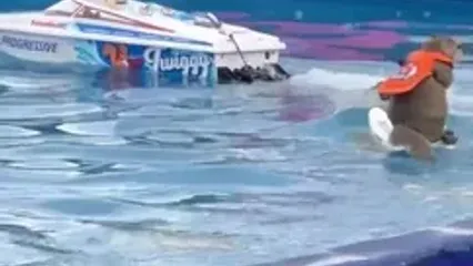 سنجاب اسکی‌باز خبرساز شد
