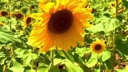 فیلم زیبا از بهشهر، اسب تاجنان