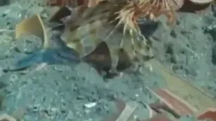 کشف ظروف فاخر ۲۱۰۰ ساله در کشتی غرق شده روم باستان