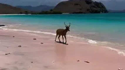 فیلم زیبا از جزیره کومودو اندونزی