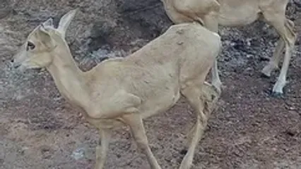 نمایی نزدیک از قوچ‌های صخره‌ای بستان