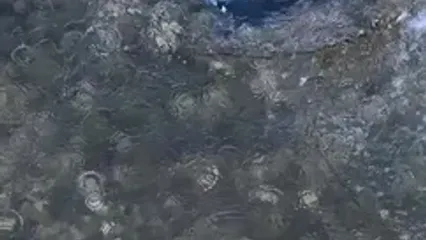 گربه‌ماهی غول‌پیکر؛ شکارچی پرندگان در حاشیه آب