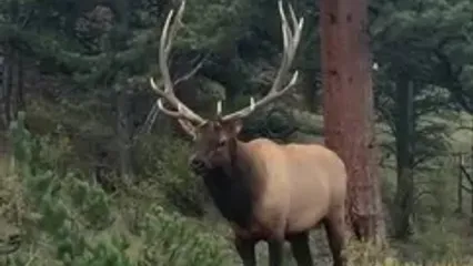 حمله گوزن نر خشمگین به خودروها