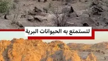 ضیافت عجیب فیل‌ها و میمون‌ها بر سر تفاله پرتقال