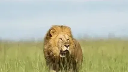 ابهت و زیبایی سلطان جنگل