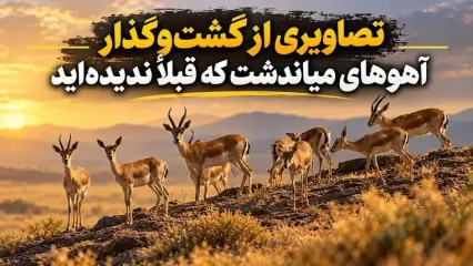 فیلم جالب گشت و گذار آهو های میاندشت که تا الان ندیده اید!