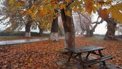 باران پاییزی، لاله‌زار تهران را به یک قاب شاعرانه تبدیل کرد