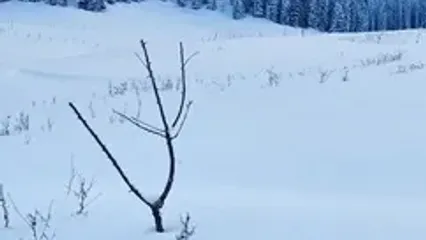 رژه دیدنی هزاران گوسفند در جاده‌های برفی
