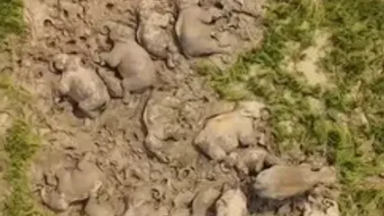 ثبت صحنه‌ای کم‌نظیر؛ قاب تماشایی از خانواده فیل‌ها
