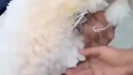 نمک‌گرفتگی پر و بال، معضلی جدی برای پلیکان‌های سفید دریاچه ارومیه