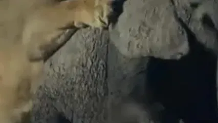 فیلم لحظه شکار بچه فیل توسط سلطان جنگل