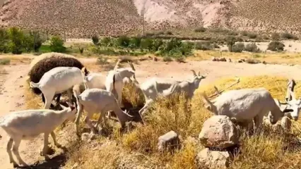 غذای روستایی در ایران؛ پخت نان، رب گوجه فرنگی و خوراک مرغ