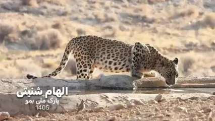 ثبت تصویر پلنگ ایرانی در پارک ملی بمو توسط دو بانوی عکاس