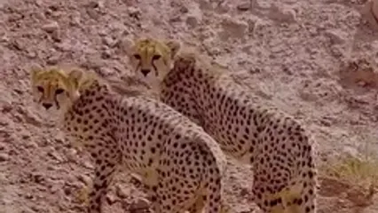 دو توله یوزپلنگ جداشده از هلیا در سلامت کامل