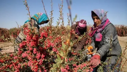 پایتخت زرشک جهان در قلب ایران