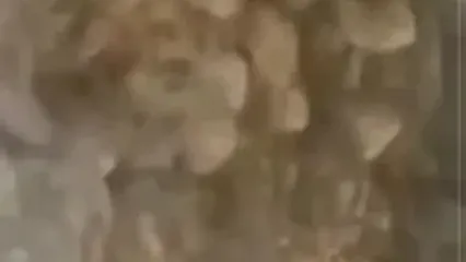 رصد گربه بازیگوش پالاس در سمنان