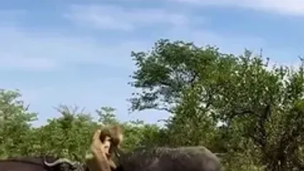 شیر در محاصره شاخ ها