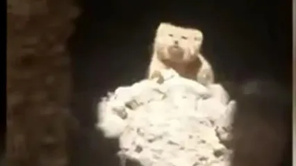 مشاهده گربه پالاس در سرخه سمنان