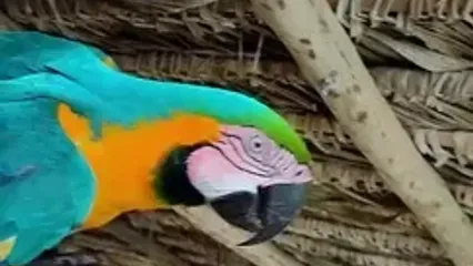 طوطی بامزه ماکو در سفرما