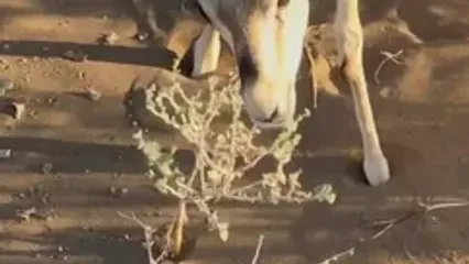 آهوهای کرخه پا به ماه گذاشته‌اند