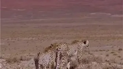 مشاهده دو توله یوزپلنگ جداشده از هلیا در میاندشت جاجرم